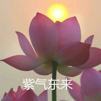 血战龙城ol手游下载